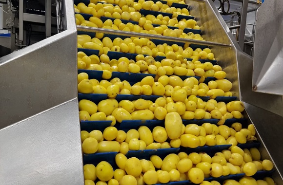 Steam peeling of potatoes